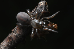 Antrodiaetus pacificus