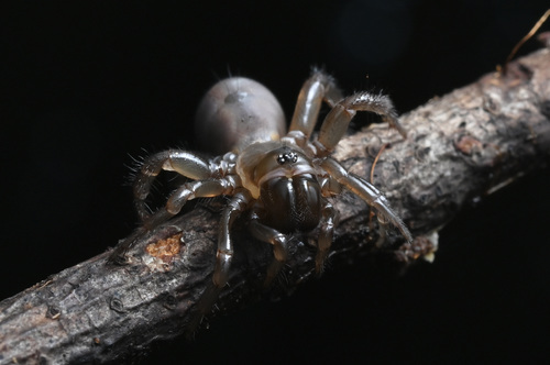 Pacific Foldingdoor Spider