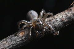 Antrodiaetus pacificus