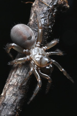 Antrodiaetus pacificus