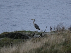 Ardea cinerea