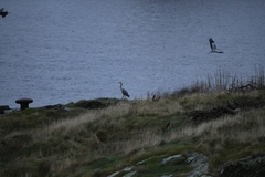 Ardea cinerea