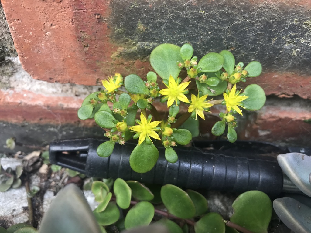 Sedum tetractinum Fröd. 3