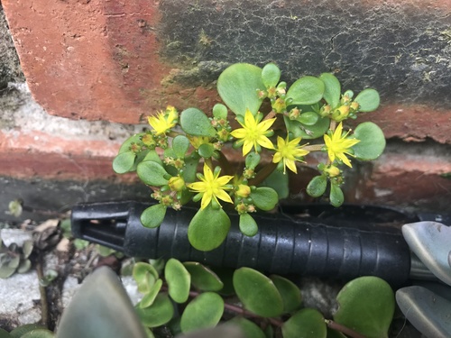 Sedum tetractinum, photograph 4