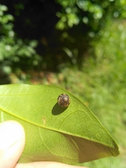 Euconulidae