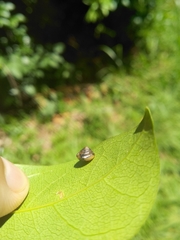 Euconulidae