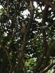 Pterorhinus pectoralis