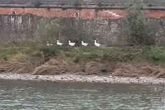 Anser anser domesticus