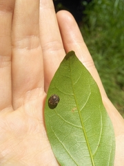 Euconulidae