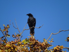 Corvus corax