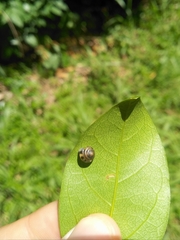 Euconulidae