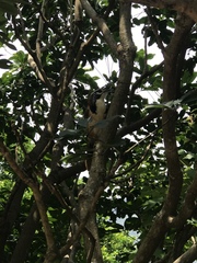 Pterorhinus pectoralis