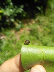 Euconulidae