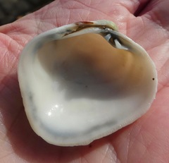 Irusella lamellifera