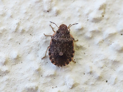 Sciocoris sideritidis