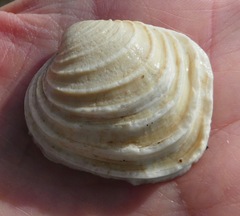 Irusella lamellifera