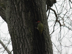 Picus canus × viridis