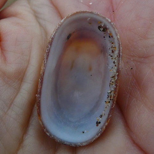 Rocking Chair Limpet