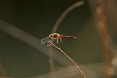 Sympetrum semicinctum