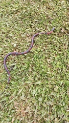 Erythrolamprus bizona