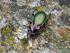 Carabus nemoralis prasinotinctus