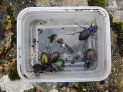 Carabus nemoralis prasinotinctus