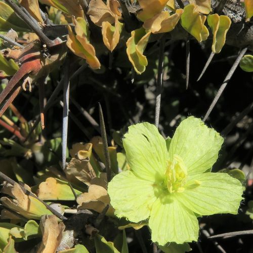 Namaqua Bushcandle (Monsonia ciliata)