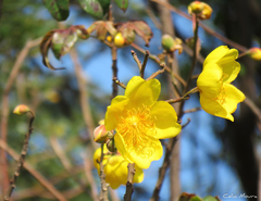 Cochlospermum vitifolium