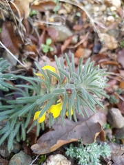 Ajuga mollis