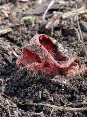 Clathrus