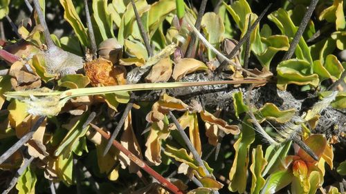 Monsonia ciliata
