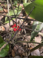 Scadoxus membranaceus
