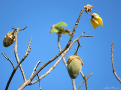 Cochlospermum vitifolium