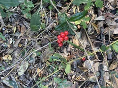 Scadoxus membranaceus
