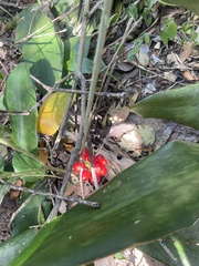 Scadoxus membranaceus