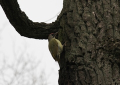 Picus canus × viridis