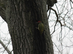 Picus canus × viridis