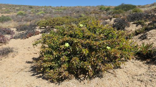 Image of Monsonia ciliata by (c) Kevin Murray, some rights reserved (CC BY)