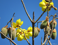 Cochlospermum vitifolium