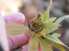 Rhopalomyia capitata