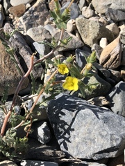 Mohavea breviflora