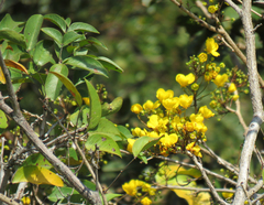 Chamaecrista ensiformis