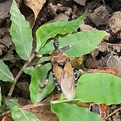 Apiomerus barrocoloradoi