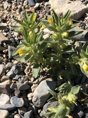 Mohavea breviflora