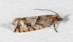 Zeiraphera canadensis