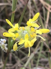 Dalea aurea
