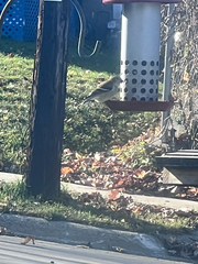 Spinus tristis