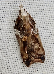 Acleris cristana