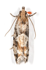 Zeiraphera canadensis