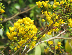 Chamaecrista ensiformis